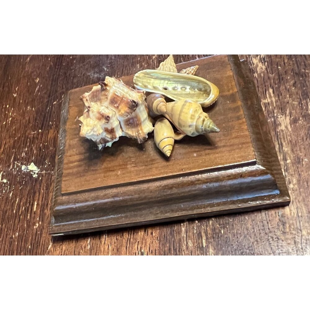 Decorative Vintage Seashell Display On Wooden Base - Picture 3 of 8